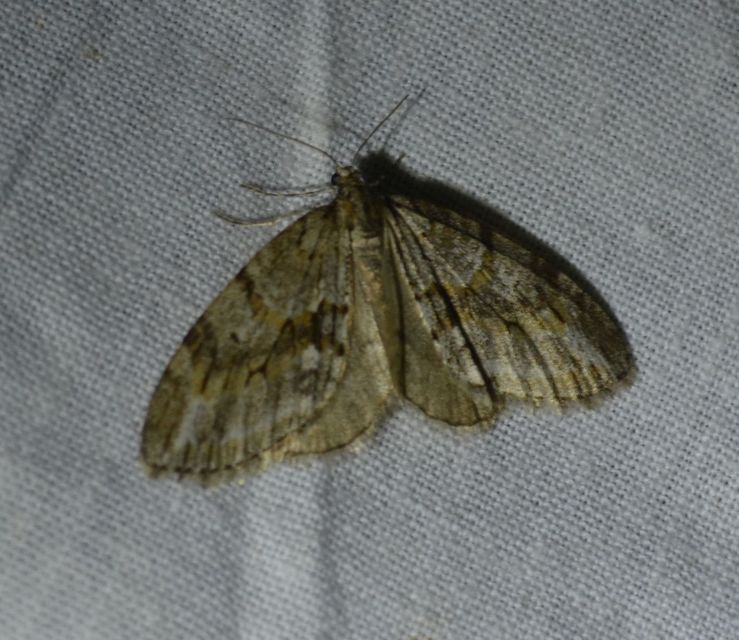 Trichopteryx polycommata - kőrisfa-lebenyesaraszoló