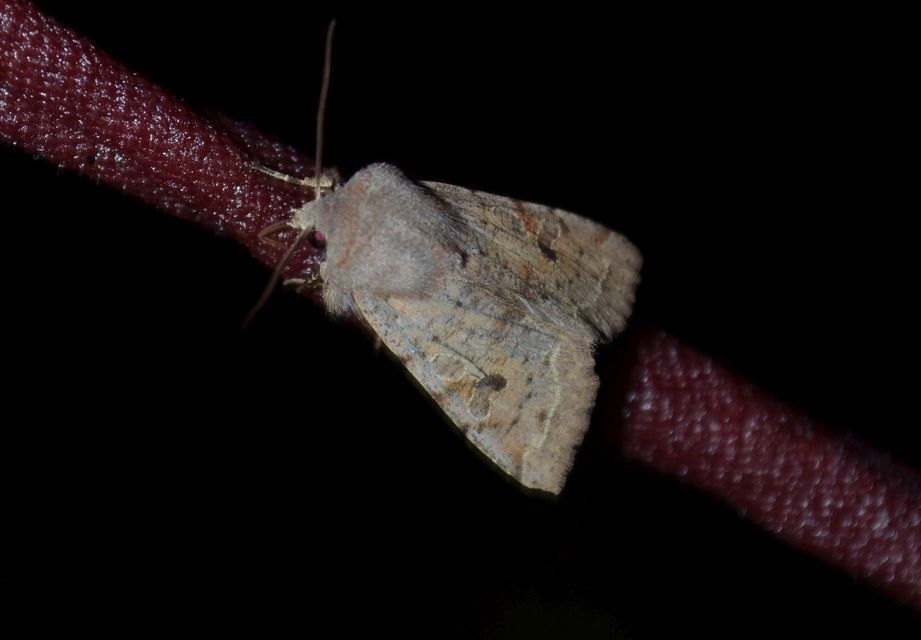 Orthosia incerta - változékony barkabagoly