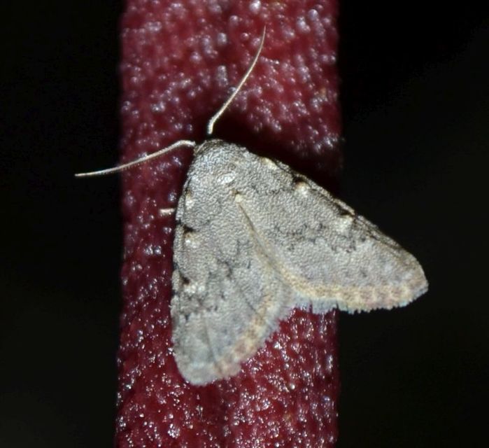Nola cicatricalis - szürke pamacsosszövő