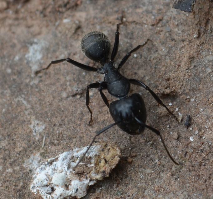 Camponotus vagus - fekete lóhangya