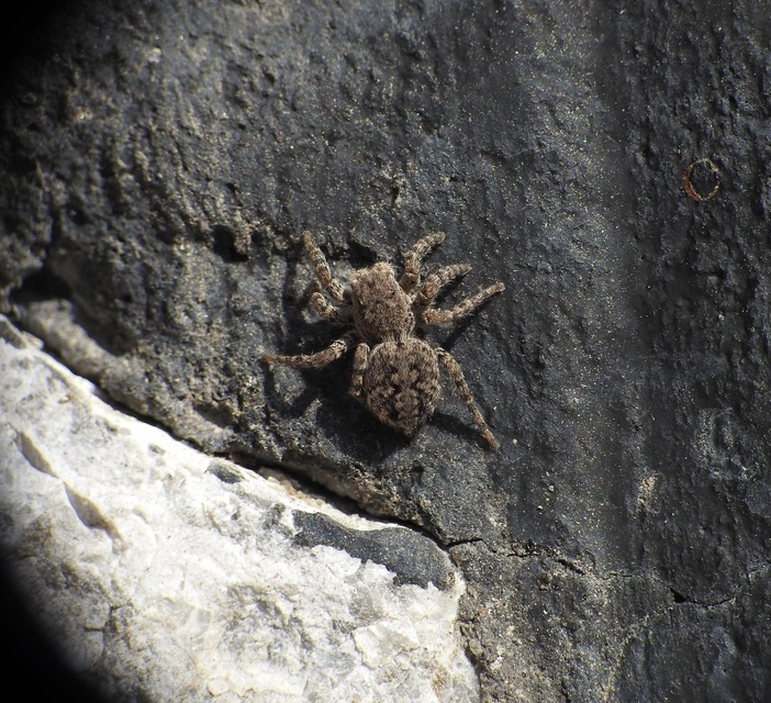 Salticidae - ugrópókok