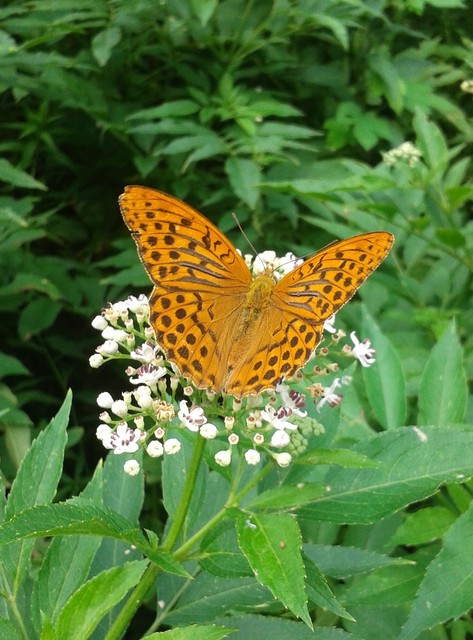 Argynnis paphia - nagy gyöngyházlepke