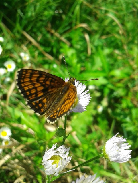 Melitaea athalia - közönséges tarkalepke
