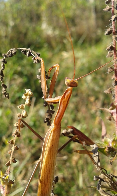 Mantis religiosa - imádkozósáska