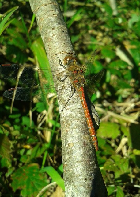 Sympetrum striolatum - harántsávos katona-szitakötő