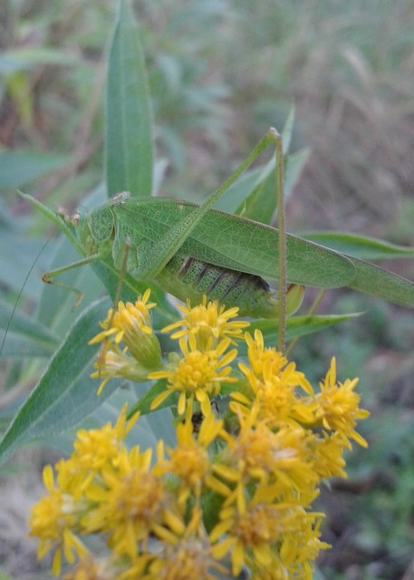 Phaneroptera nana - pontozott repülőszöcske