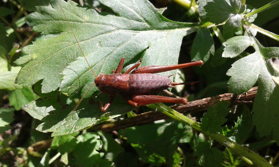 Pholidoptera griseoaptera - szürke avarszöcske