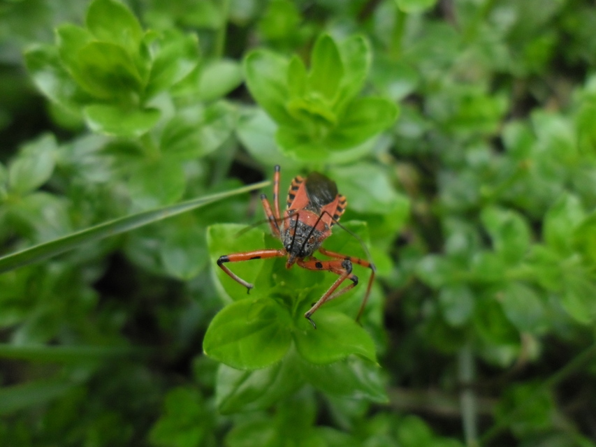 Rhynocoris iracundus - közönséges gyilkospoloska