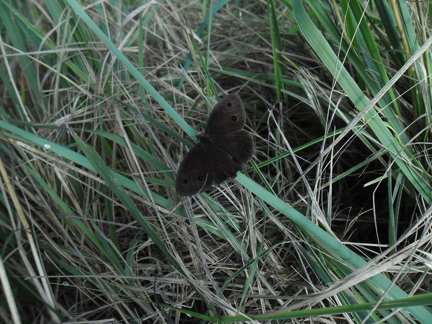 Minois dryas - fekete szemeslepke