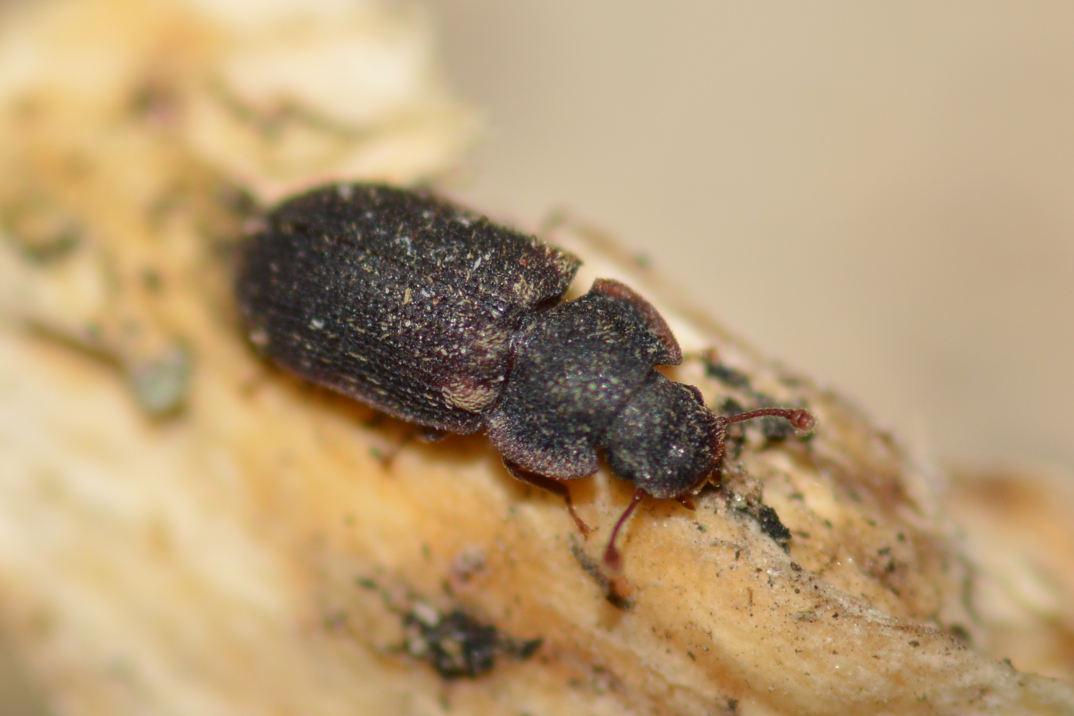 Colobicus hirtus - szegélyes héjbogár