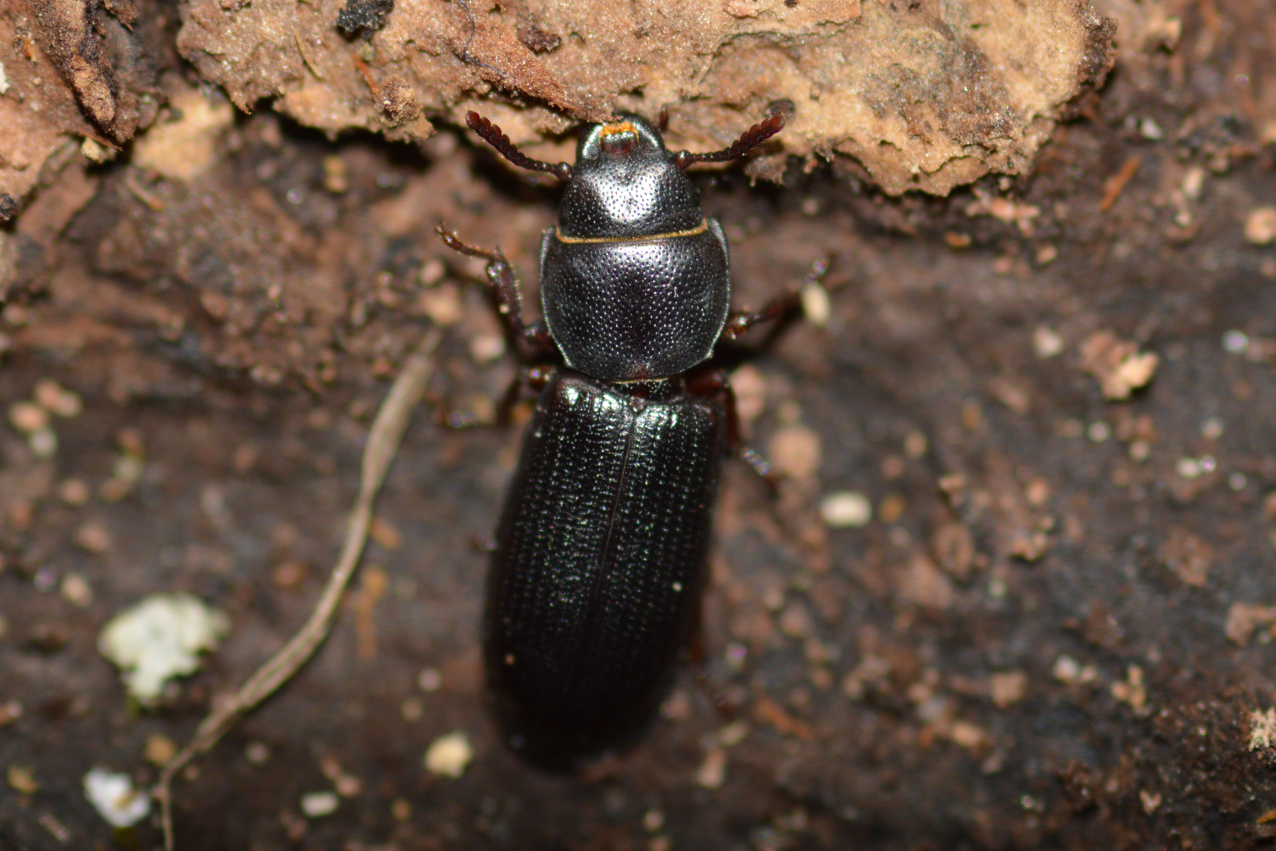 Tenebroides fuscus