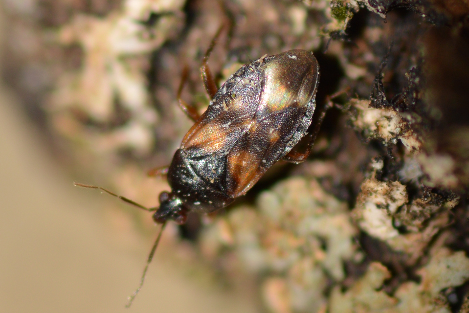Anthocoridae - virágpoloskák Anthocoridae - virágpoloskák