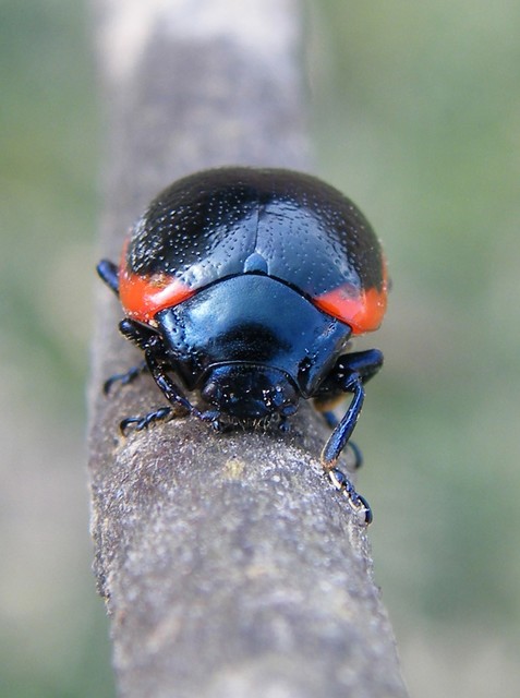 Chrysolina rossia - trapézhátú szegélyeslevelész