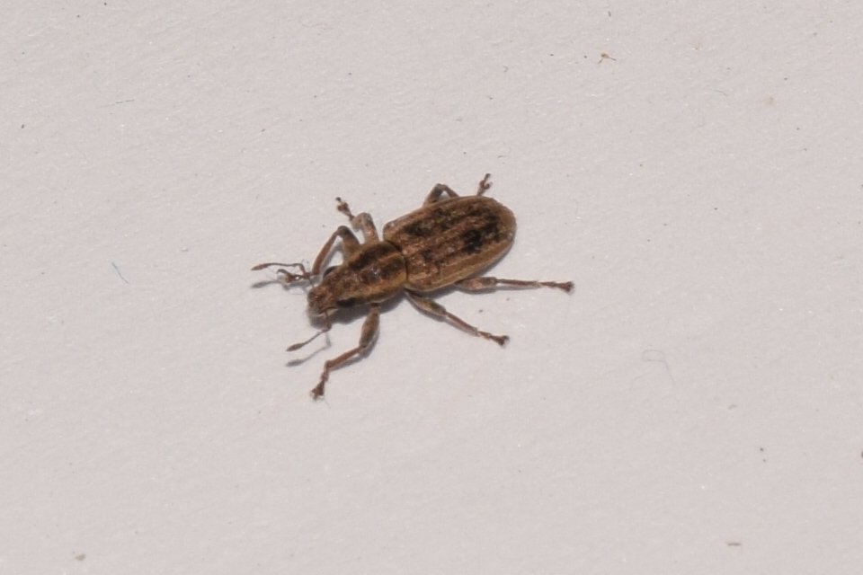 Sitona lineatus - sávos csipkézőbogár