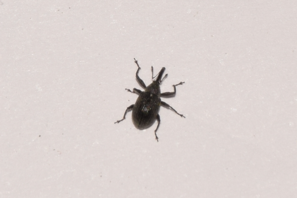 Anthonomus rubi - szamóca-bimbólikasztó Anthonomus rubi - szamóca-bimbólikasztó