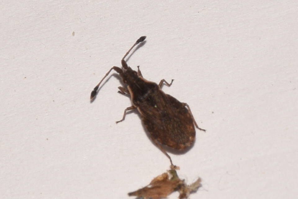 Spathocera lobata - laposcsápú karimáspoloska