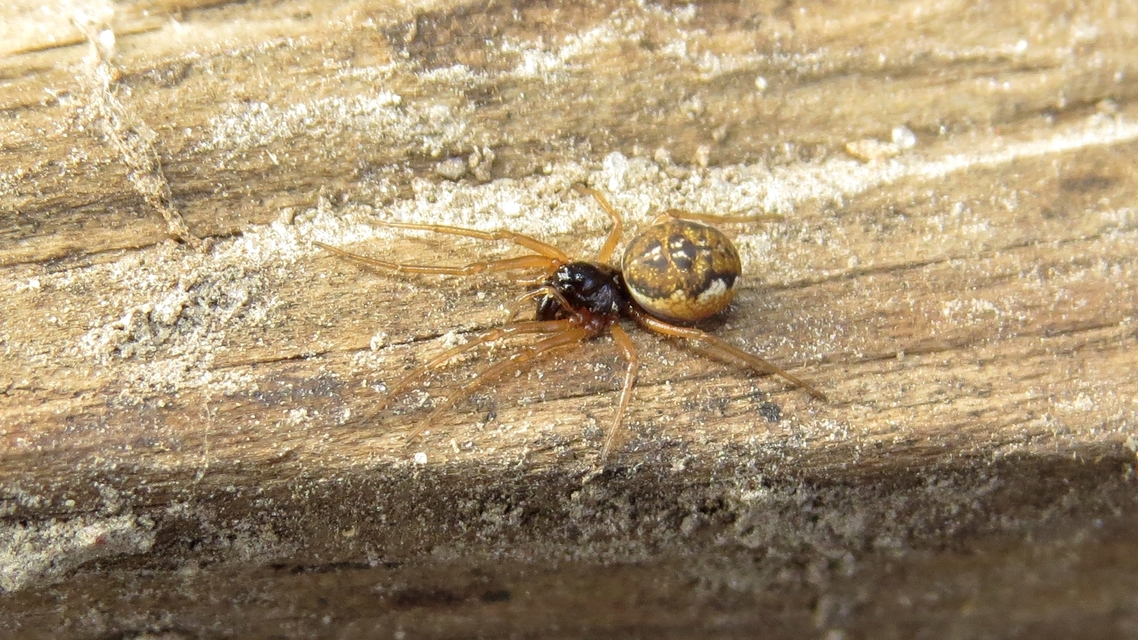 Pachygnatha degeeri