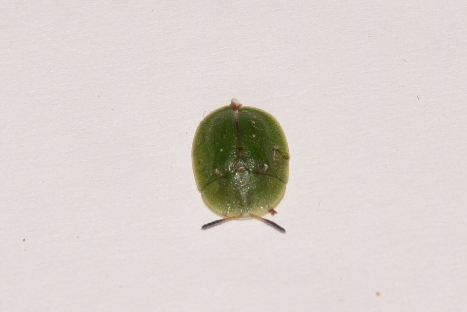 Cassida rubiginosa - lapos pajzsbogár Cassida rubiginosa - lapos pajzsbogár