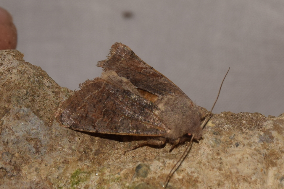 Orthosia incerta - változékony barkabagoly