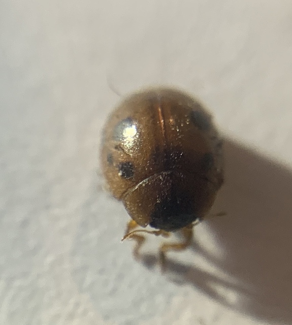 Cynegetis impunctata - pázsitfűböde