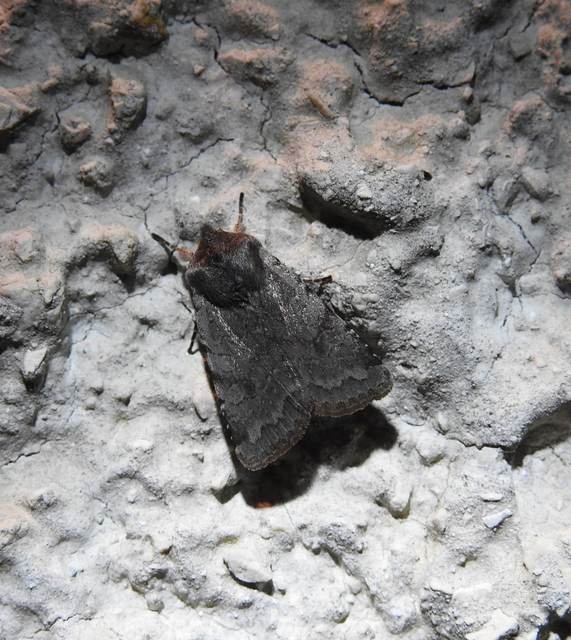 Cerastis rubricosa - vörhenyes tavaszibagoly