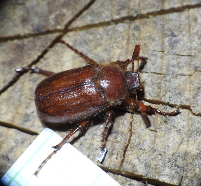 Holochelus aequinoctialis - tavaszeleji cserebogár