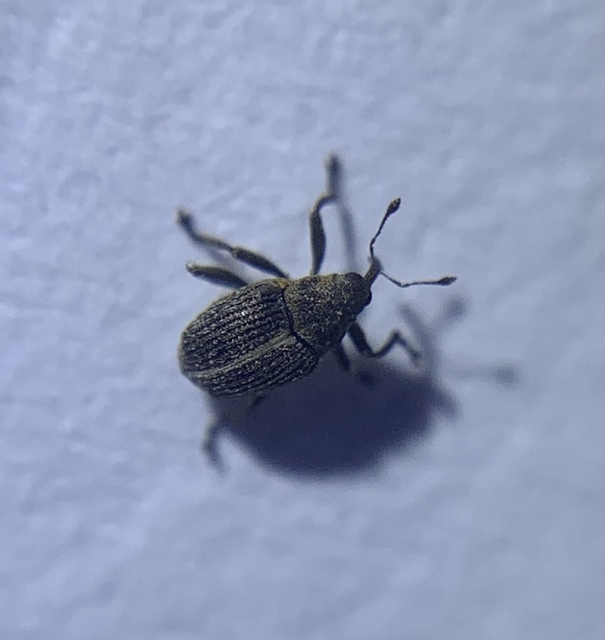 Ceutorhynchus typhae - pásztortáska-ceutormányos
