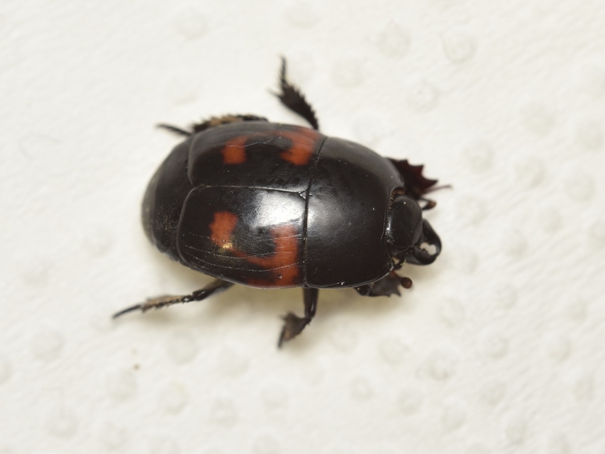 Hister quadrimaculatus - közönséges sutabogár