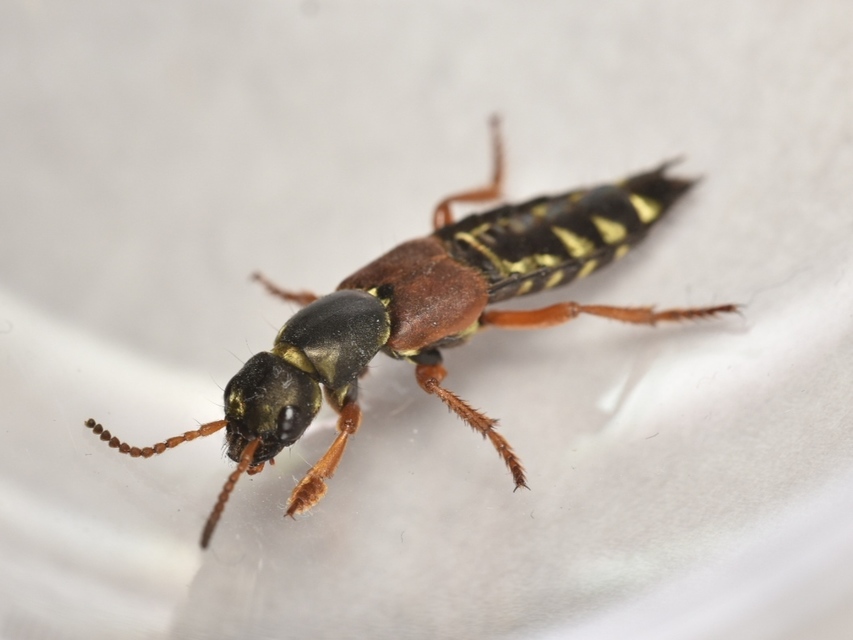 Staphylinus caesareus - aranysujtásos holyva