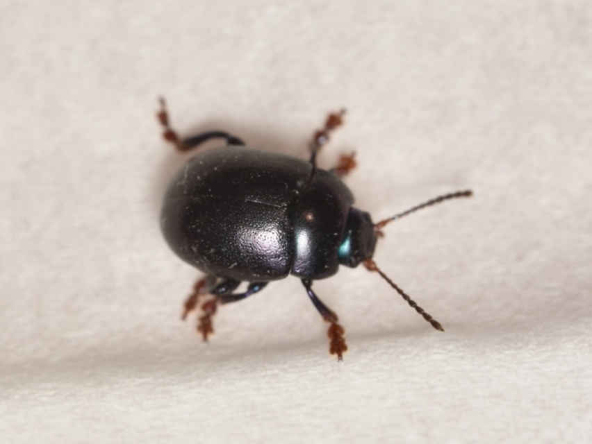 Chrysolina sturmi - vöröslábú levelész