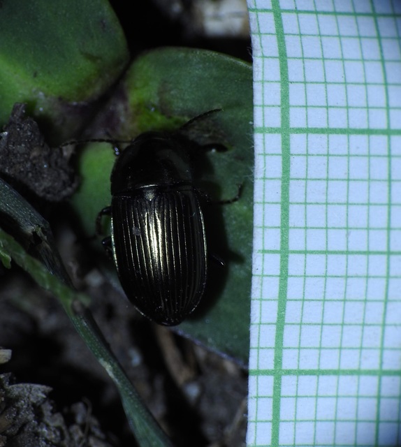 Amara similata - gyakori közfutó Amara similata - gyakori közfutó