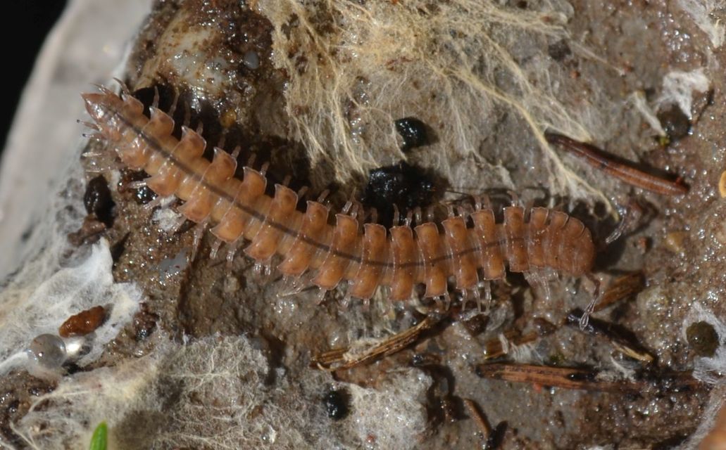 Diplopoda - Ikerszelvényesek