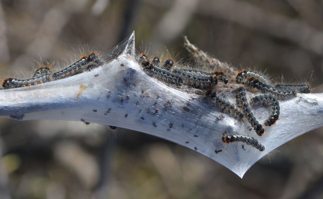 Eriogaster catax - sárga gyapjasszövő