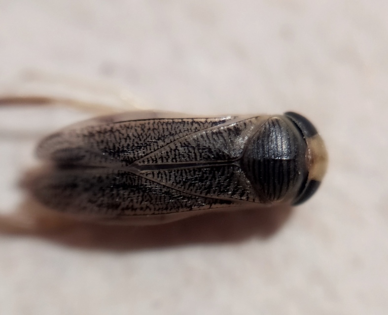Corixidae - búvárpoloskák Corixidae - búvárpoloskák