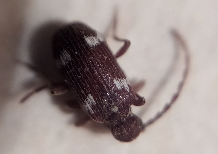 Ptinus sexpunctatus - hatfoltos tolvajbogár