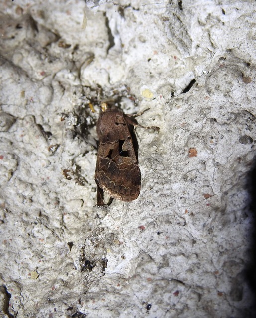 Orthosia gothica - feketefoltos barkabagoly