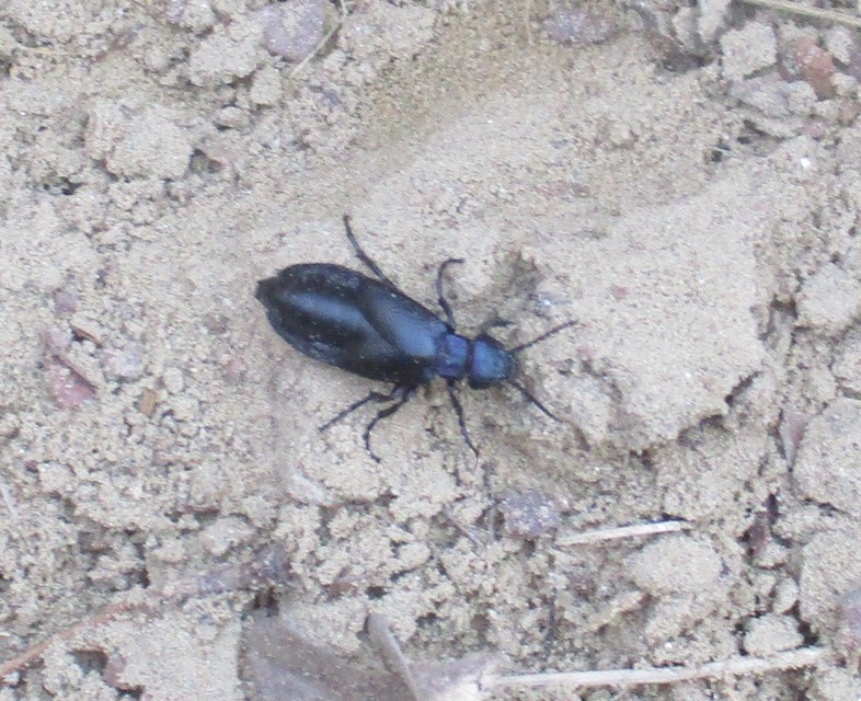 Meloe decorus - csinos nünüke