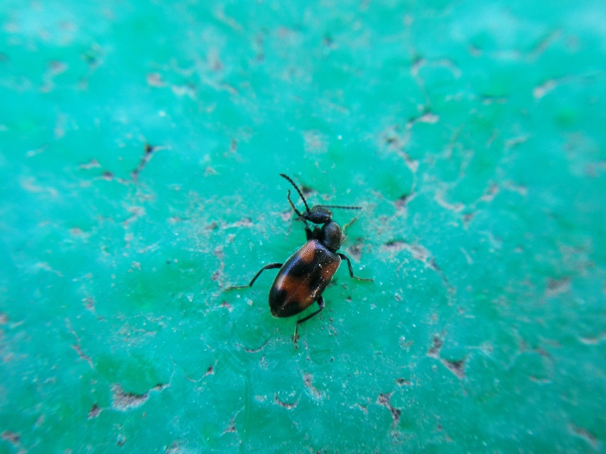 Anthicus antherinus - közönséges fürgebogár