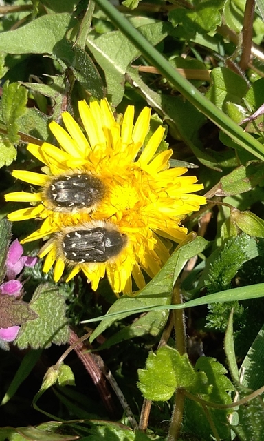 Tropinota hirta - bundás virágbogár