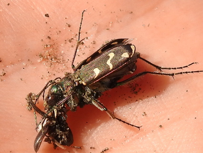 Cicindela soluta pannonica - pannon homokfutrinka