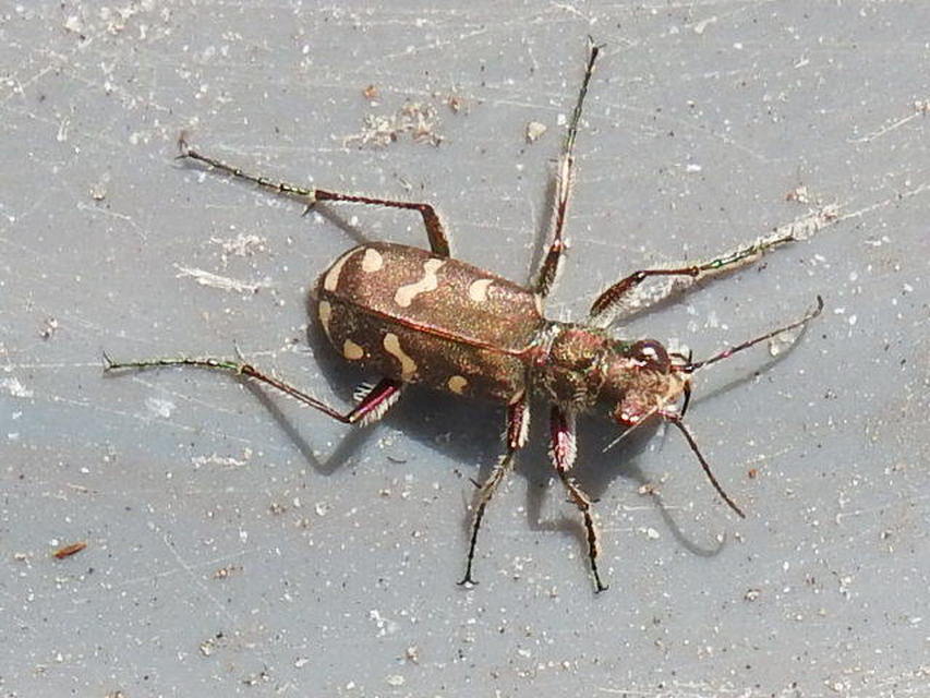 Cicindela soluta pannonica - pannon homokfutrinka
