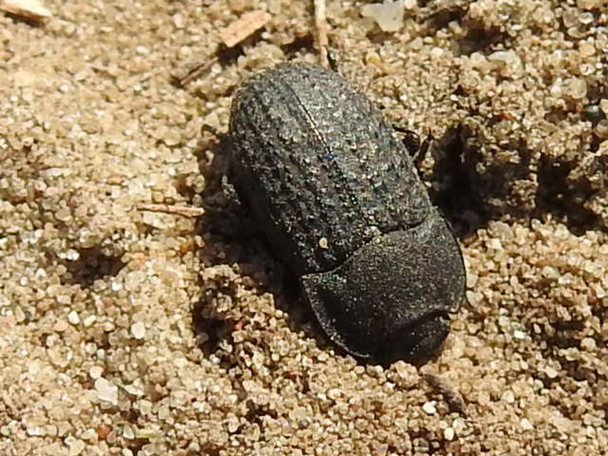 Opatrum sabulosum - sároshátú gyászbogár