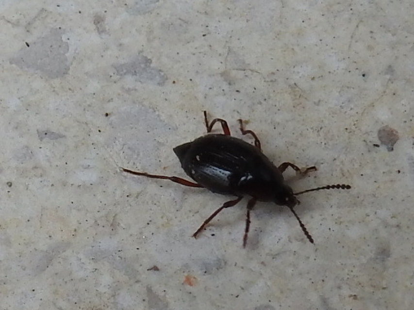 Scaphium immaculatum - görbelábú sajkabogár