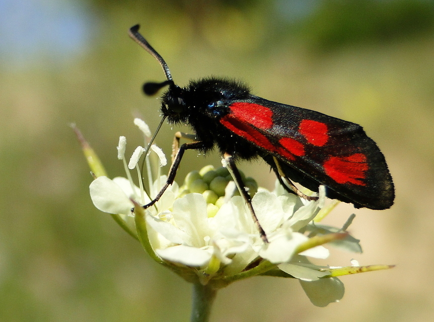 Zygaena loti - közönséges csüngőlepke
