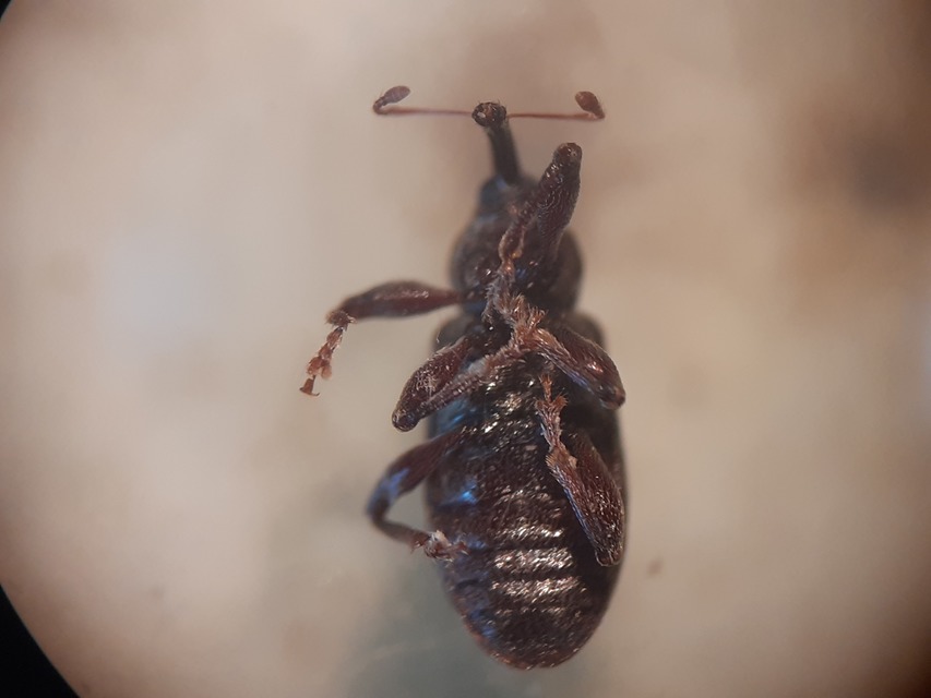Dorytomus taeniatus - kecskefűz-hangormányos
