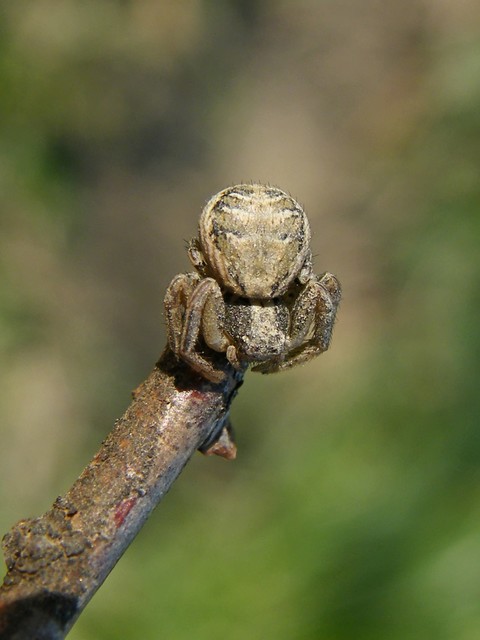 Xysticus