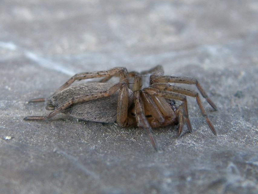 Drassodes/Drassodex