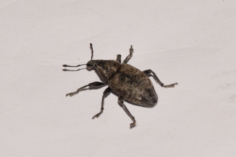 Lepyrus capucinus - pettyes fűzormányos