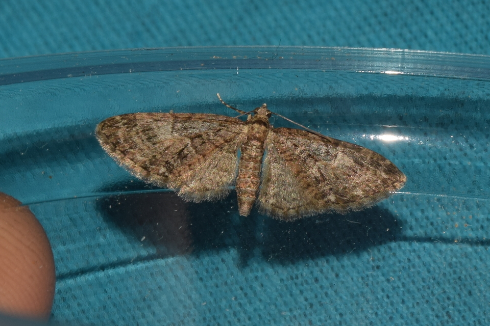 Eupithecia abbreviata - korai törpearaszoló