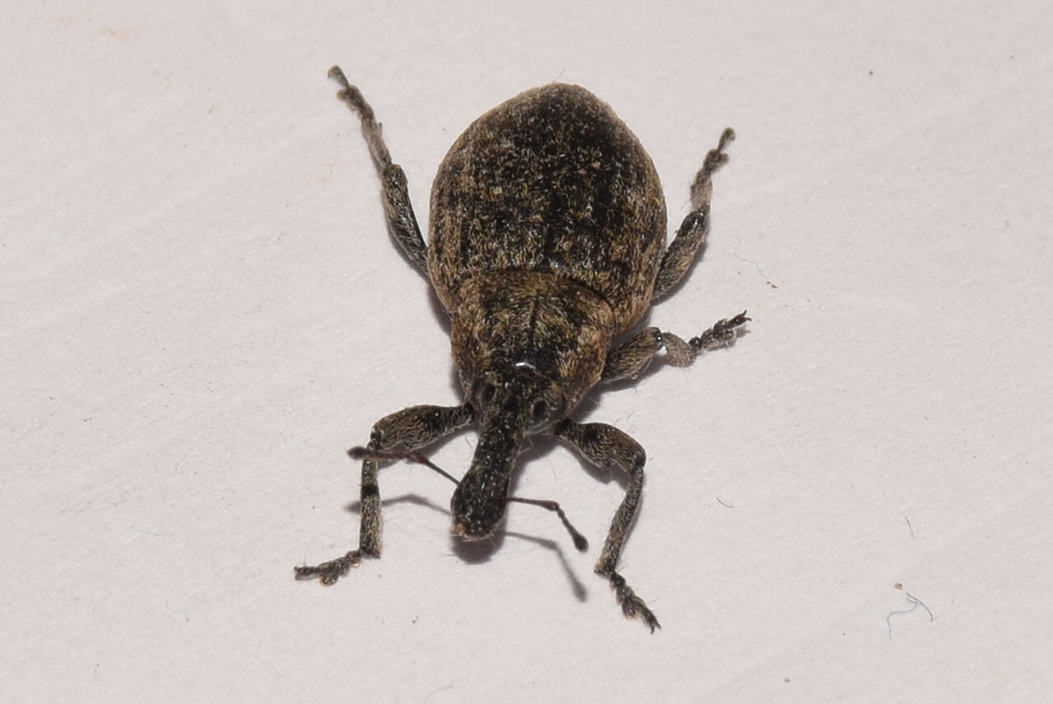 Lepyrus capucinus - pettyes fűzormányos